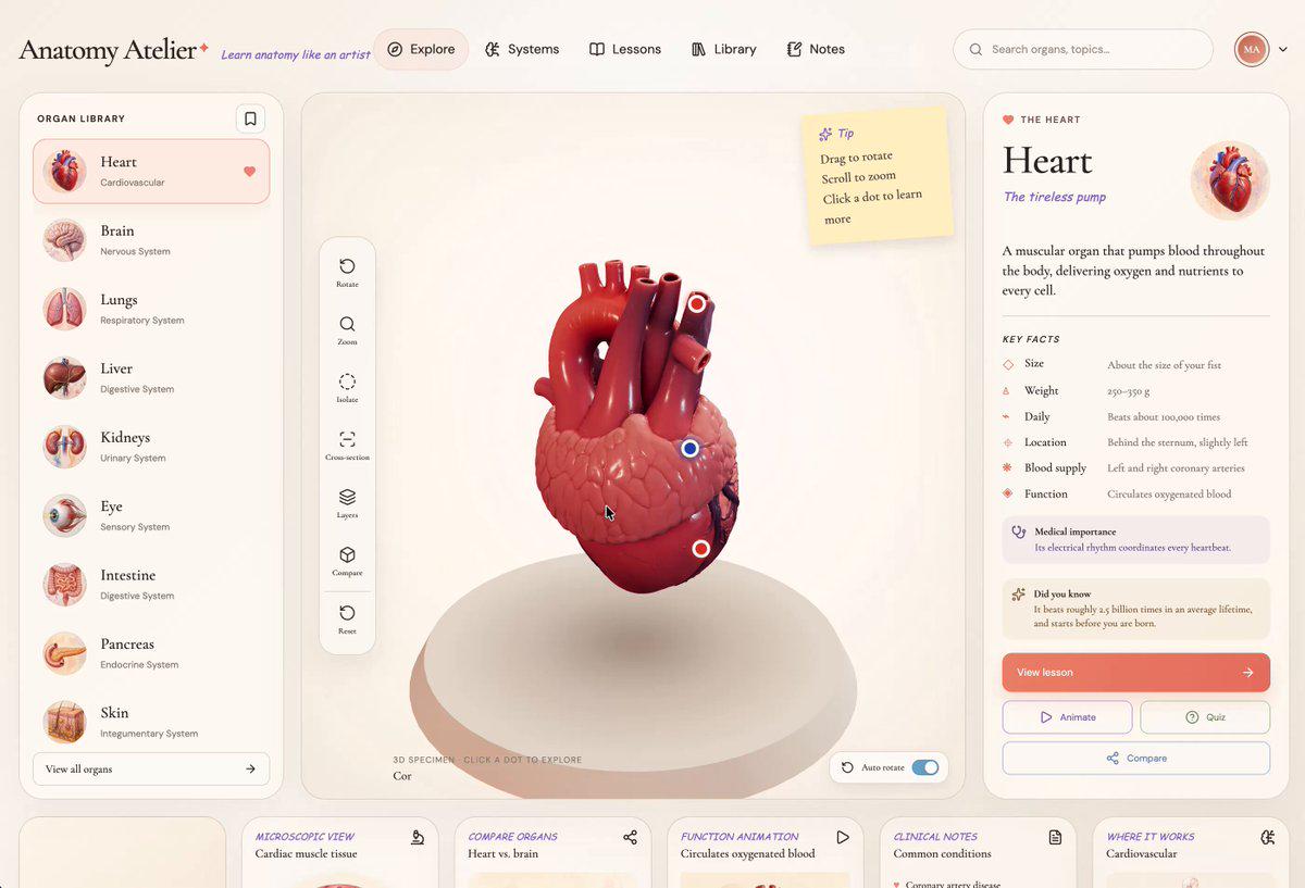 Anatomy Atelier：基于 Three.js 的交互式 3D 人体解剖探索器
