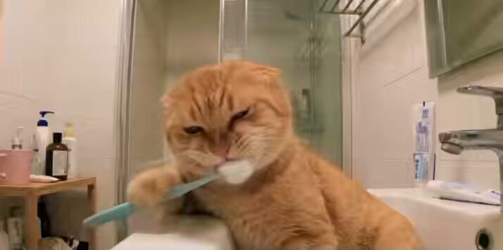 发现AI视频巅峰：橘猫vlog